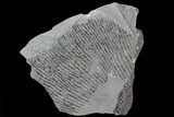 Graptolite (Dictyonema) Plate - Rochester Shale, NY #68896-1